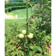 Tutor Metalico 60cm 0,16mm 2