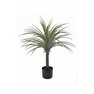 Planta Yucca 70 Cm