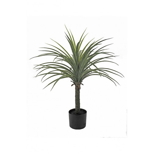 Planta Yucca 70 Cm