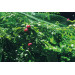 NATUUR Malla Anti-Pajaro 8X10MT Verde NT118602