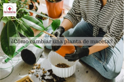 ¿Cómo cambiar una planta de maceta y que sobreviva?