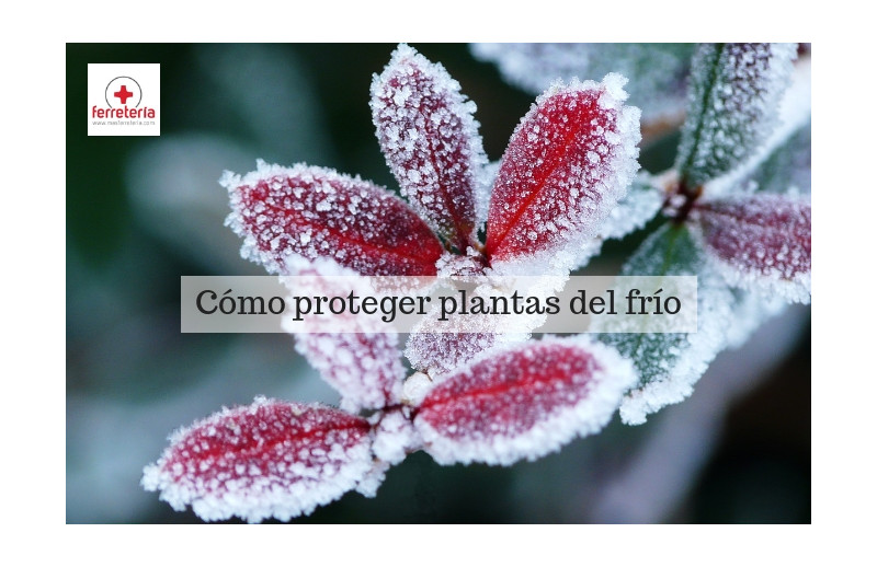 Cómo proteger plantas del frío
