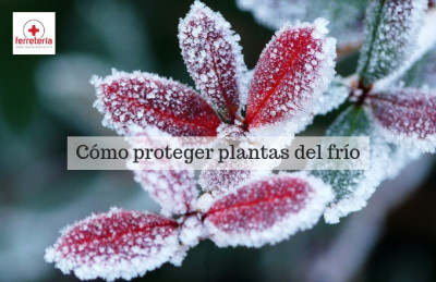 Cómo proteger plantas del frío
