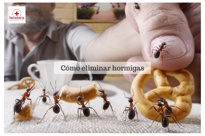 ¿Cómo eliminar hormigas? ¡Trucos y consejos para exterminarlas!
