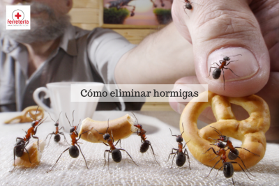 ¿Cómo eliminar hormigas? ¡Trucos y consejos para exterminarlas!