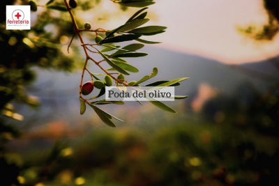 Poda del olivo: técnicas, consejos y herramientas útiles