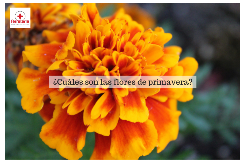 Flores de primavera: ¿qué plantar en esta estación?