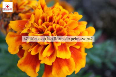 Flores de primavera: ¿qué plantar en esta estación?