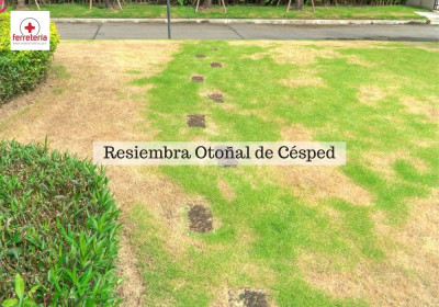 Consejos para la resiembra de césped en otoño