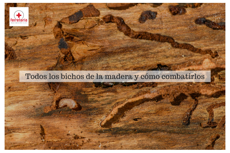 Todos los bichos de la madera y cómo combatirlos