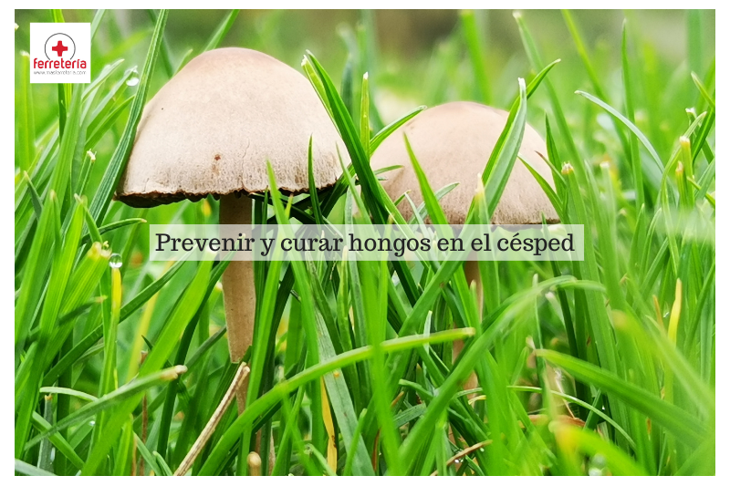 Hongos en el césped: ¿cómo prevenir y curar esta enfermedad?