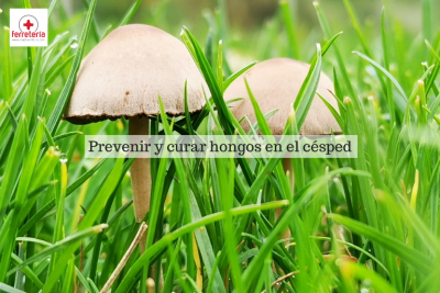 Hongos en el césped: ¿cómo prevenir y curar esta enfermedad?