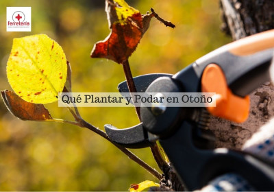 Qué plantar y podar en otoño
