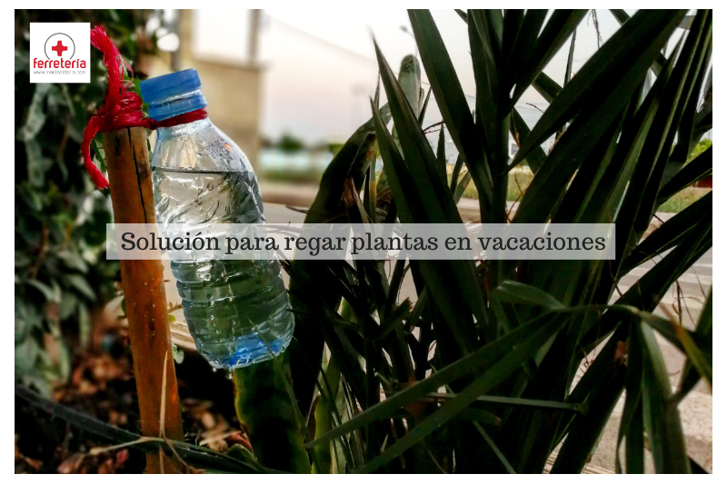¿Cómo regar plantas en vacaciones?
